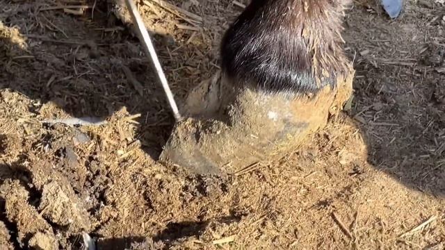 無比堅硬！包裹著的驢蹄像個大鐵鎚！師父用鏟刀費力切開蹄子發現淤血，修完之後毛驢輕鬆了！