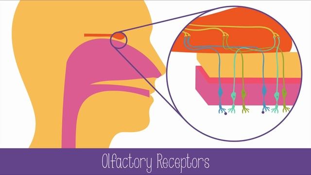 Sensory Receptors смотреть онлайн
