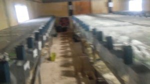 Кроликоферма. Маточник спустя год.