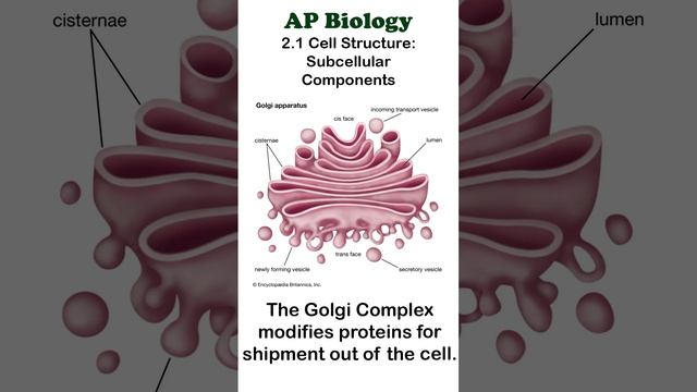 AP Bio - 2.1 Golgi Apparatus #apbiology #cellbiology
