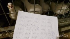 Перепела белый ГИГАНТ.  Вес в 45 дней.