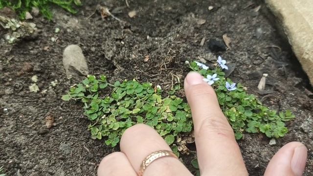 Цветут цветы сиреневого цвета💐 30 апреля 2024 #цветыдлядуши #весна