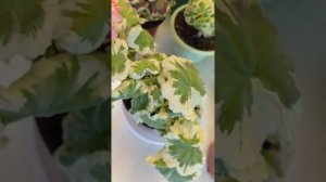 Сортовая пеларгония WARRENORTH PLATINUM  и EXCALIBUR