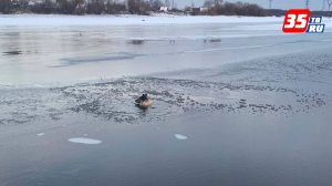 Первой спасенной на льду в Череповце стала собака