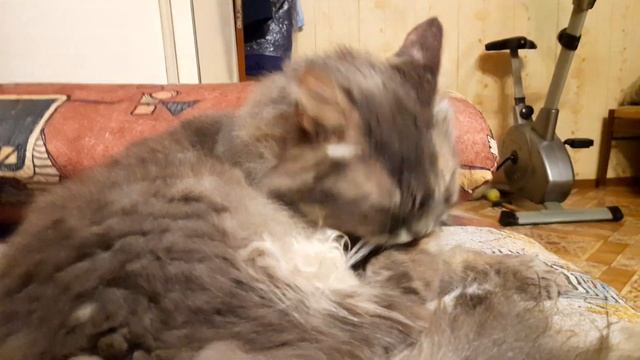 25 ноября 2023 котэ смотреть онлайн