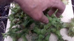 Фундук. Керасунд. Урожай 2020г с трёхлетнего штамба.