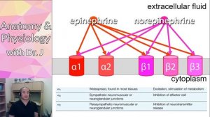 PHYL 141 | Nervous System | Epinephrine & Norepinephrine; Parasympathetic Neurotransmission