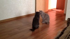 Один Серый другой Белый два весёлых Кота!