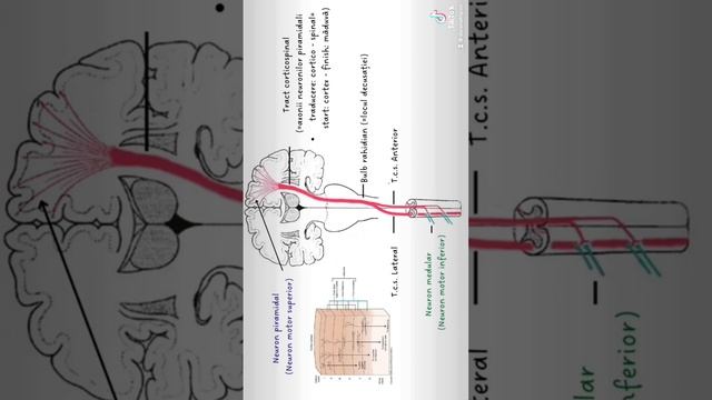 Tractul corticospinal 📝 Pentru a vedea clipul complet, intrati pe canalul meu de youtube.