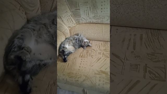 Киса на диване! смотреть онлайн