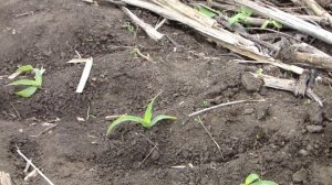 No-till кукуруза после подсолнечника. Фаза 3 листа.