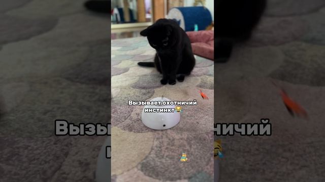 Новая игрушка😸 #котики #юмор #игрушка