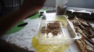 Дегустация ферментированого табака! Завершение.
