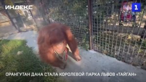 Орангутан Дана стала королевой парка львов «Тайган»