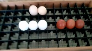 Решетка для укладки яиц в лоток инкубатора!!!