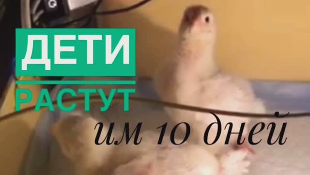 Сезон инкубации 2020 открыт, как поживают наши  птички/часть 3