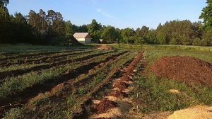 ГОЛУБИКА 2ч.Засыпка траншей под голубику