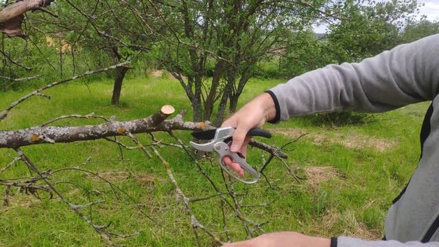 Секатор с храповым механизмом GREEN GARDEN 3130-1A, петлеобразная ручка, изогнутое лезвие из стали смотреть онлайн