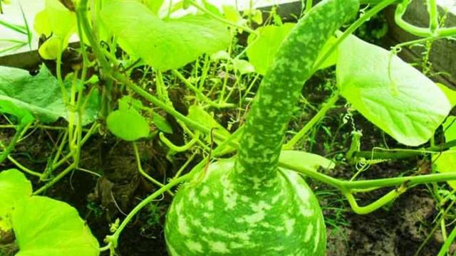 семена помидор длЯ открытого грунта смотреть онлайн