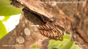 Цикады писают струёй