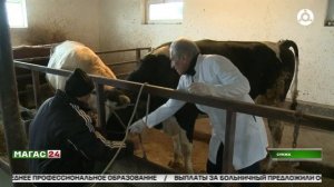 Профилактическое вакцинирование от ящура