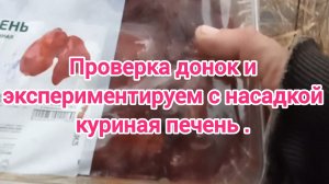 Проверка донок на налима . Рыбалка 2024 . Ловля налима осенью . Рыбалка на донки . Рыбалка на реке .