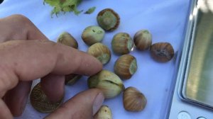 Фундук.Тонда ді Джіфоні,Тонда Романа.Огляд горішків на 28.08.2020