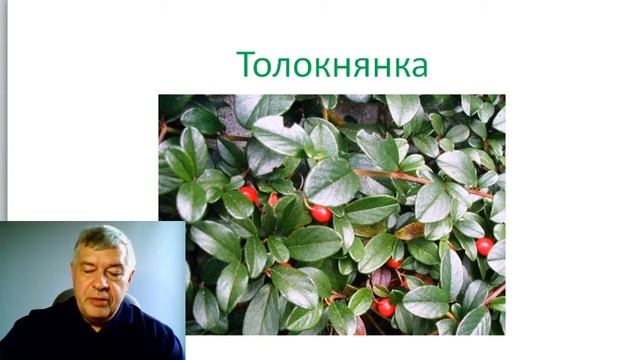 ПОЧКИ и ИХ ДЕСЯТЬ ЛЮБИМЫХ ПРОДУКТОВ