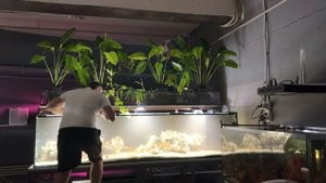 Аквариум с цихлидами на 1300 литров новый дизайн😍😍😍cichlid aquarium 1300 liters new design😍😍😍