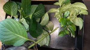 💥✂️ЧЕРЕНКУЮ гортензии "Сбежавшая невеста" и "Сельма"🌸#гортензиякрупнолистная #черенкование