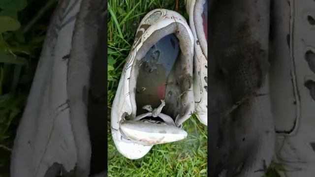 Washing muddy Roxy shoes смотреть онлайн