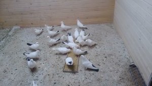 Старопородные бакинские голуби чернохвостые(Бугай А.В.)в Москве