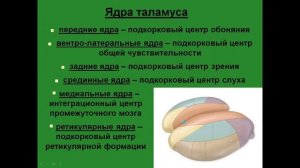 Таламический мозг. Ядра