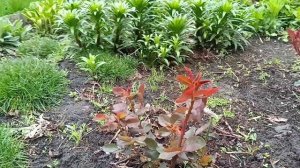 ‼️ФОРМИРОВКА ВЫСОКОЙ ХРИЗАНТЕМЫ (ДУБКА) ДЛЯ ПЫШНОГО ЦВЕТЕНИЯ. НОРМИРОВКА МОЛОДЫХ ГОРТЕНЗИЙ .‼️