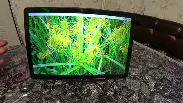 Экзотика в нашем саду. Чуфа