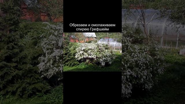 Спирея пепельная Грефшейм, омоложение, обрезка и формовка. Питомник Садпочтой.рф #shorts #садпочтой