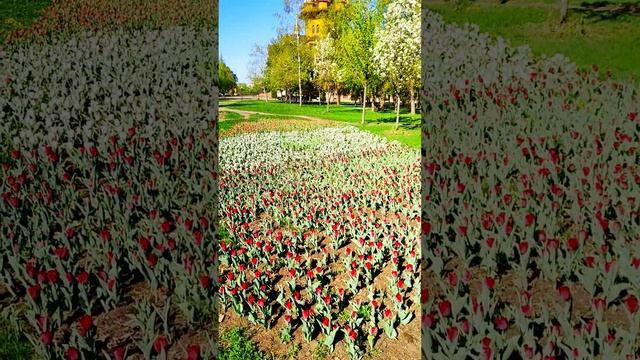 Белгород, парк Южный. Belgorod, Yuzhny Park. #белгород  #цветы  #belgorod  #flowers #park #spring