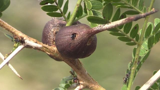 Whistling Thorn with ants, Saadani NP, Tanzania смотреть онлайн