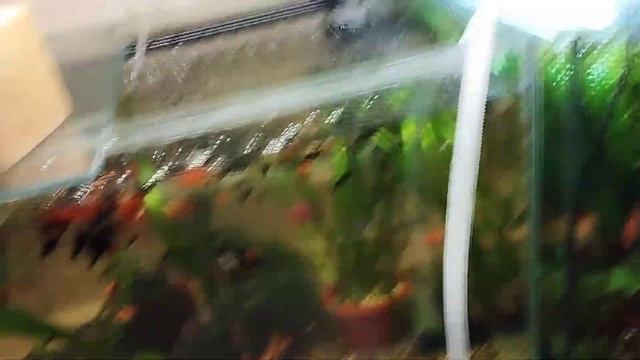 Как менять воду в аквариуме. С плохой фильтрацией :))) смотреть онлайн