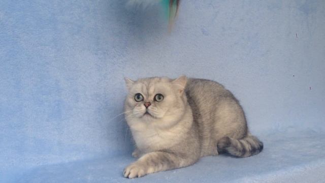 BellArden XENON ; BRI ns 11; male; born - 26.03.2012