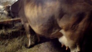 Стойло для КРС