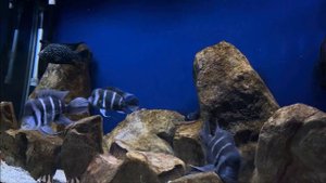 150 Gallon Frontosa Aquarium