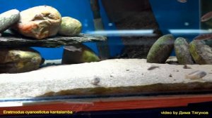 Eretmodus Cyanostictus Kantalamba