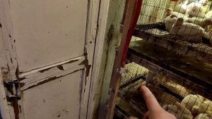 Плотность посадки бройлера 🐤🐤🐤🐤на 1м2