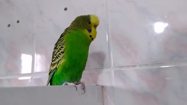 Попугай Кеша разговаривает 🐦 Волнистый Попугайчик Кеша Болтун 😁