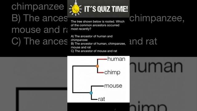 Which of the common ancestors occurred most recently?