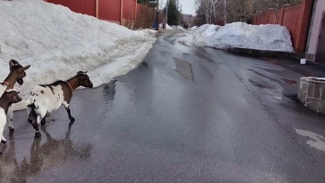 РАСХОДЫ ФЕРМЕРА | СТОИМОСТЬ КОЗЬЕГО МОЛОКА .
