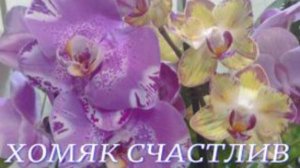 №976/ Ох и НАКУПИЛА!!!!  Хомяк СЧАСТЛИВ.