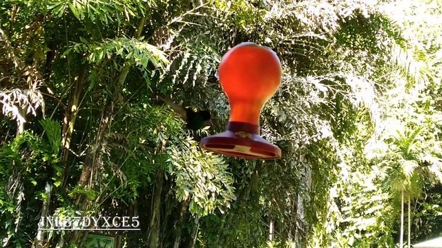 Hummingbird feeder at YS Falls in Jamaica | @BirdBath1 | @LIZARDEARTH смотреть онлайн