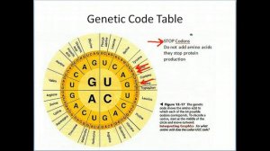 Biology: Gene Expression 2-Translation